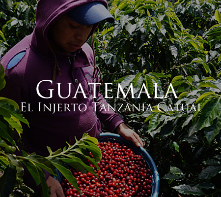 まさにグァテマラの頂点に位置するトップスペシャルティコーヒー