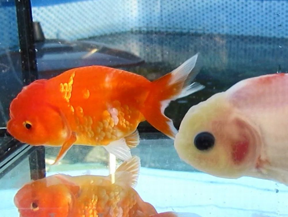 ☆㈱水島らんちゅう販売☆ 特選種用二歳魚(雌) GS-13 特選種用二歳魚 