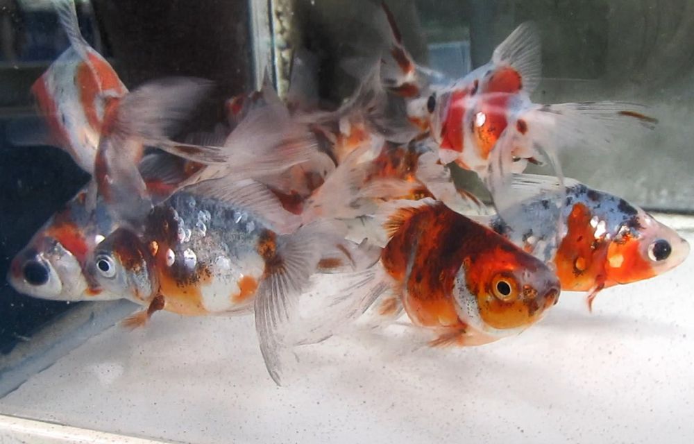 特選金魚●弥富産！●超特大！極太！キャリコ琉金♀１尾０４●三歳●約１６センチ！ 特選金魚○弥富産！○超特大！極太！キャリコ琉金♀１尾０５○