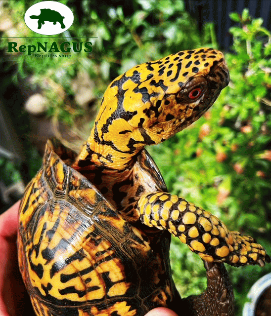 多甲 トウブハコガメ ベビーTSD♀ スーパーイエロー血統 | RepNAGUS