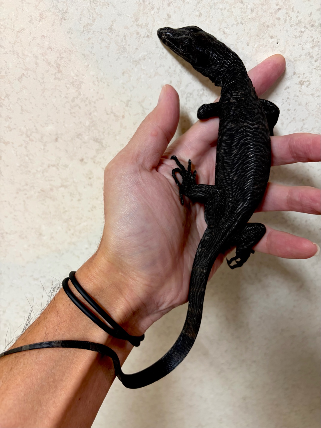 SALE! サルバトールモニターメラニスティック | RepNAGUS
