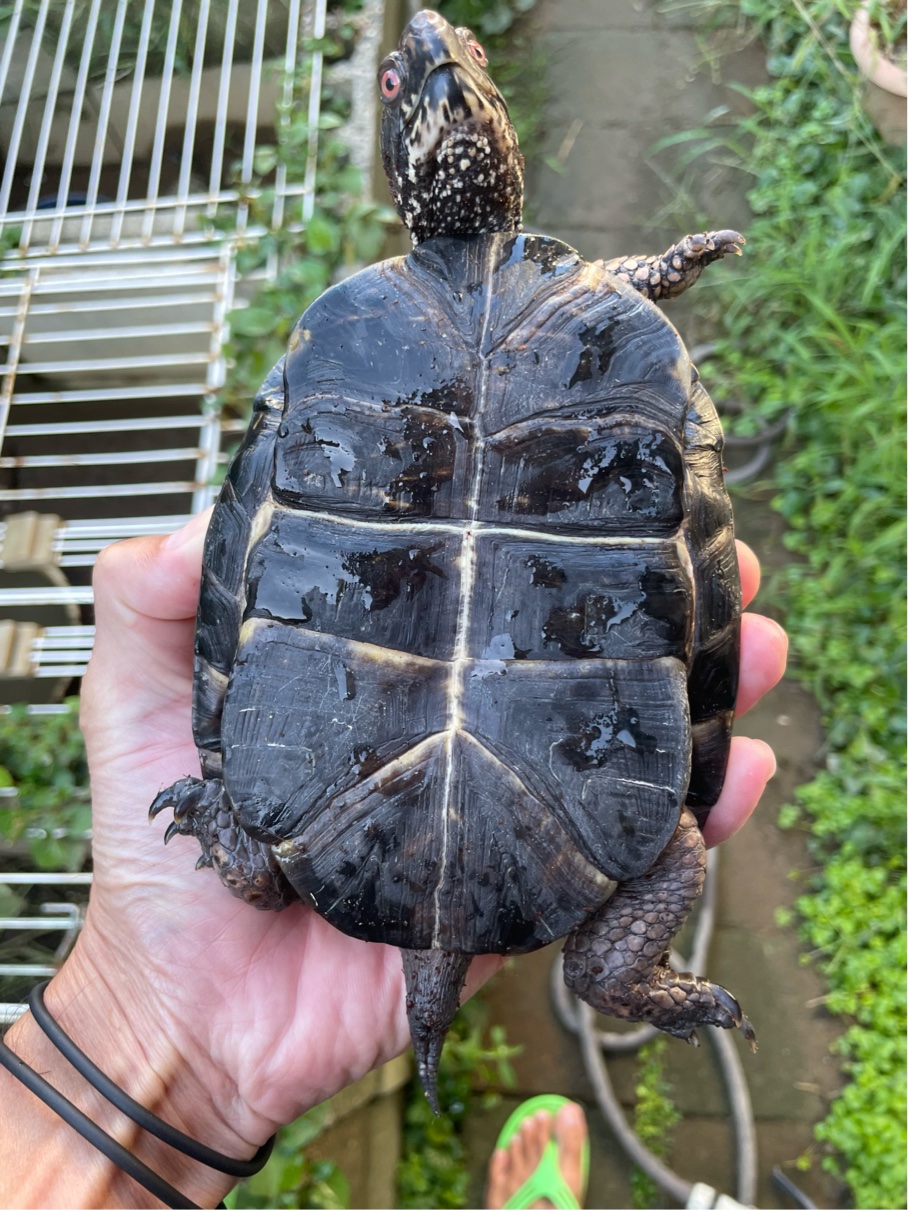 SALE!トウブハコガメ ブラックトウブ ヤングアダルト ♂（RepNAGUS