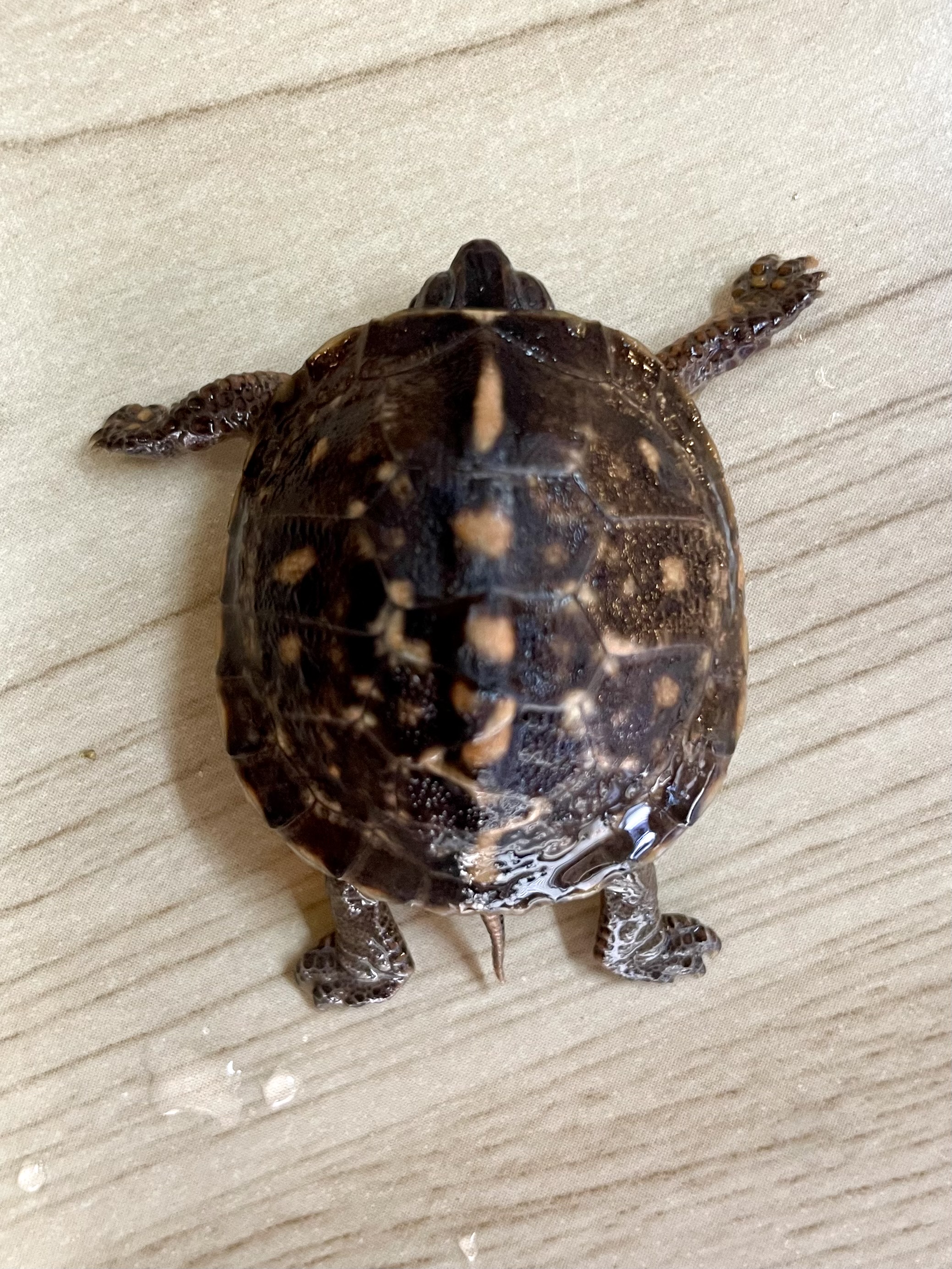 トウブハコガメ骨格標本(甲羅)黄色放射模様　フルアダルト　剥製　爬虫類 トウブハコガメ TSD︎︎ ♀ 綺麗な個体になります🌟 親の写真あり