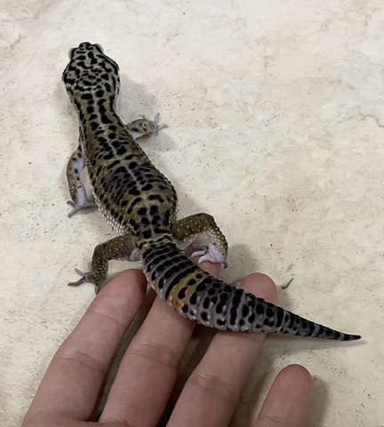 7457 ブラックナイト ♂ 国産CB サブアダルト ヒョウモン