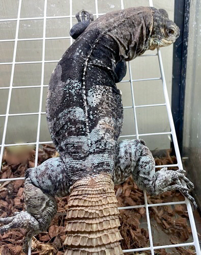 売約済アグアントゲオイグアナ アダルト♀ベタ慣れ 通常50万円