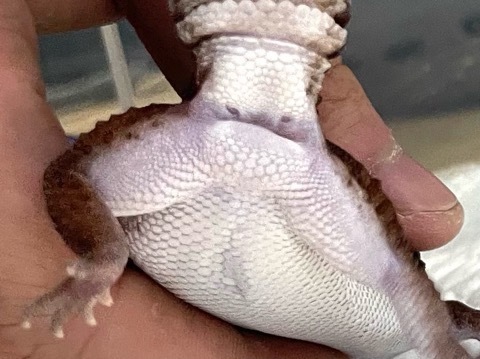 7916 ニシアフリカトカゲモドキ ノーマルストライプCB