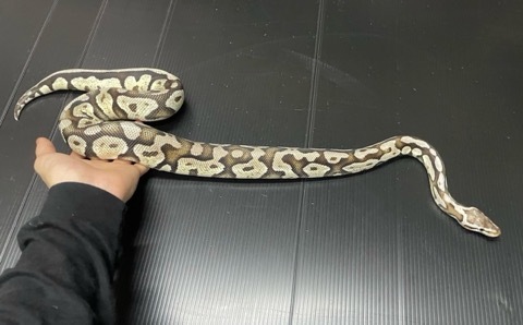 7461 ボールパイソン ファイヤフライVPIアザン♂サブアダルト 約820g