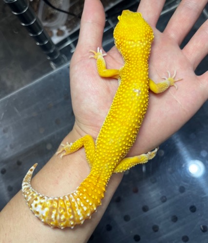 6597 アルビノゴジラジャイアントF1 ♀ 67g ヒョウモントカゲモドキ