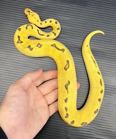 7952 キラーエンチクラウン♀250g ボールパイソン | 爬虫類