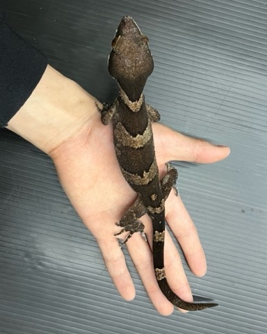 8051 ペア価格！ニューギニアオオホソユビヤモリ 飼い込み