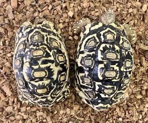 8015ペア価格！ヒョウモンリクガメ ペア 飼い込み 約20cm 25 | 爬虫類