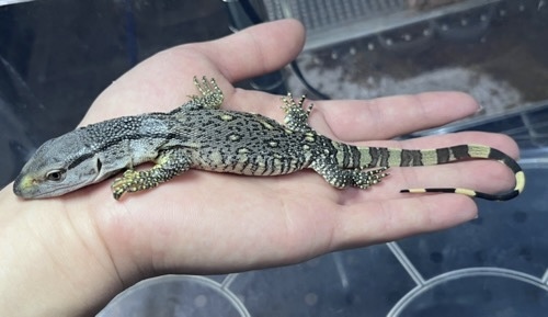 新品未開封　アフリカン・ロック 新品未開封 アフリカン・ロック アフリカンロックモニター 約1.2