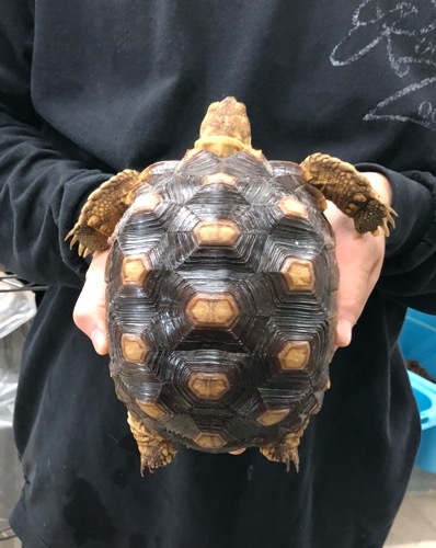 ケヅメリクガメ ブラック 約17cm | 爬虫類小動物の買取＆販売 ルームズー