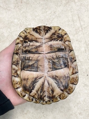 相生本店7003フロリダハコガメ 約13cm 飼い込み | 爬虫類小動物の買取
