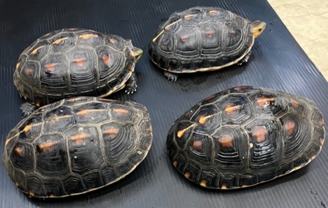 カメオセット➕珊瑚まとめ 水作 タートルファミリーフラットL 水棲ガメ カメ 亀