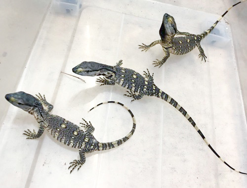 アフリカンロックモニター ベビーヤング | 爬虫類小動物の買取