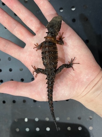 7143 モトイカブトトカゲ 飼い込み♀ | 爬虫類小動物の買取＆販売