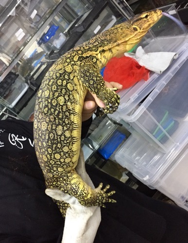 売約済 極美！サルバトールモニターsp アダルト1.5m ベタ慣れ | 爬虫類