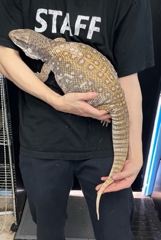 7702 big！サバンナモニター アダルト 慣れた個体 | 爬虫類小動物の