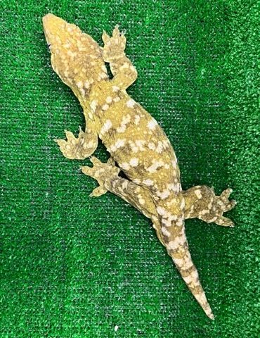 8094 big！ツギオミカドヤモリ ヌアミ 約30cm | 爬虫類小動物の買取