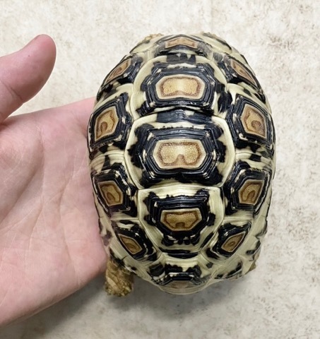 りくがめ 亀 リクガメ 陸亀 陸ガメ かめ かめさん かわいい リアル カメ