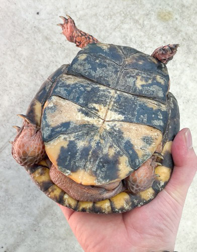 トウブハコガメ 赤系 アダルト ♂ | 爬虫類小動物の買取＆販売 ルームズー