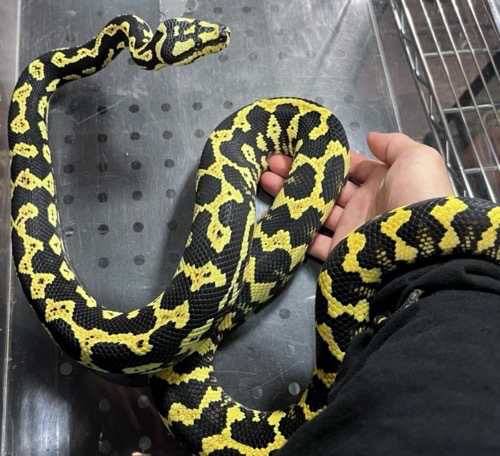 中古人物PETまとめ売り 7493ペア価格！チュウゴクセマルハコガメ アダルトペア 飼い込み