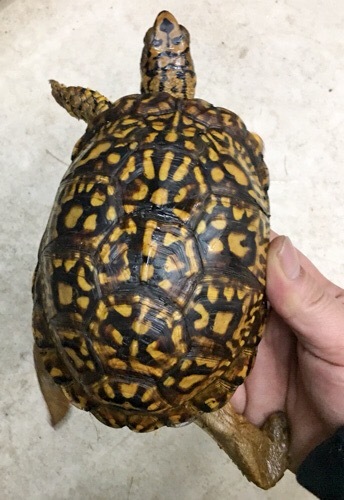 売約済 ペア価格！超極美！トウブハコガメ ペア 繁殖経験有り ♀のみ