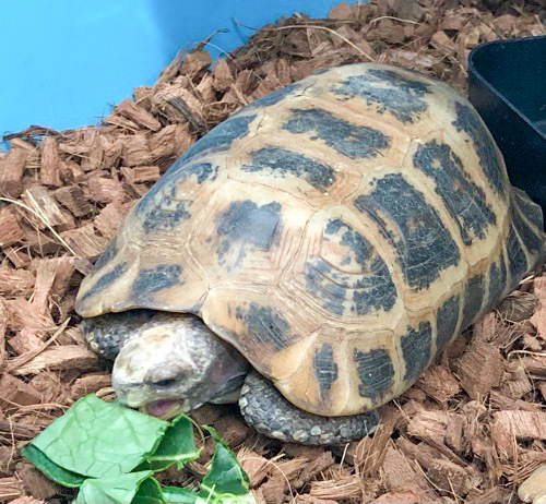 エロンガータリクガメ♂ | 爬虫類小動物の買取＆販売 ルームズー