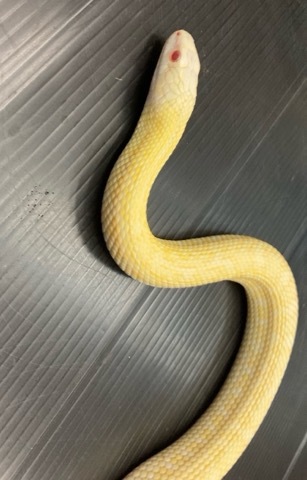 7843 アルビノアオダイショウ サブアダルト♀ | 爬虫類小動物の