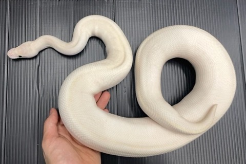 7534 ボールパイソン アイボリー 飼い込みアダルト ♂1.4kg