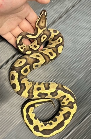 7862 ファイアスパークレオパード♂ 約400g ボールパイソン | 爬虫類