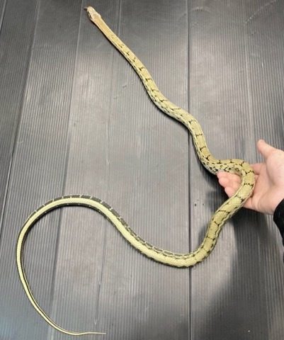 7802 タイリクスジオ CB 飼い込み ♂ | 爬虫類小動物の買取＆販売