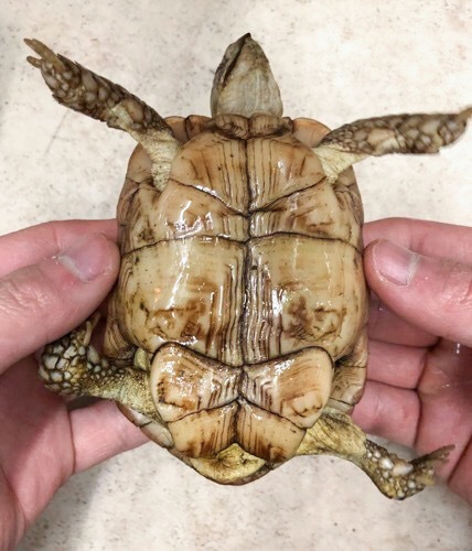 売約済 オウムヒラセリクガメ 飼い込み10cm | 爬虫類小動物の買取