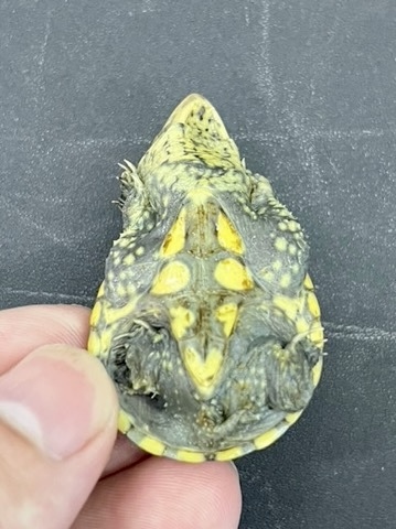 7569 美個体！ハラガケガメCB 約4cm - 爬虫類小動物の買取＆販売 ルームズー