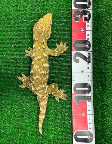 8094 big！ツギオミカドヤモリ ヌアミ 約30cm | 爬虫類小動物の買取