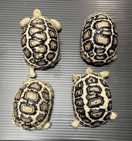 7624 ソマリアリクガメ ホワイト 国産CB 多甲板 約8〜9cm | 爬虫類