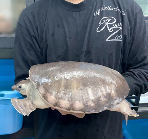 スッポンモドキ 飼い込み 約25cm | 爬虫類小動物の買取＆販売 ルームズー