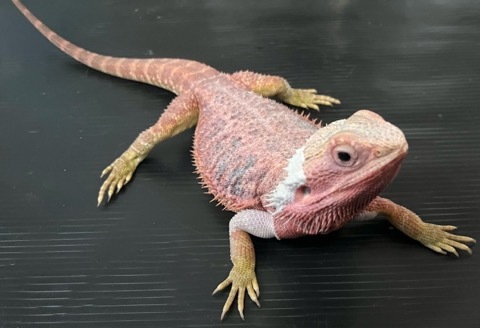 8060 フトアゴヒゲトカゲ ハイポトランスレッド アダルト