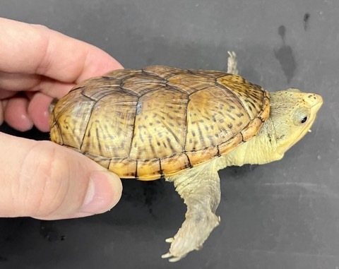 7570 美個体！ハラガケガメ ヤング 8.5cm CB♂ - 爬虫類小動物の買取＆販売 ルームズー
