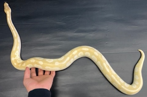7966パステルクリスタル♂約1kg ボールパイソン | 爬虫類小動物の買取