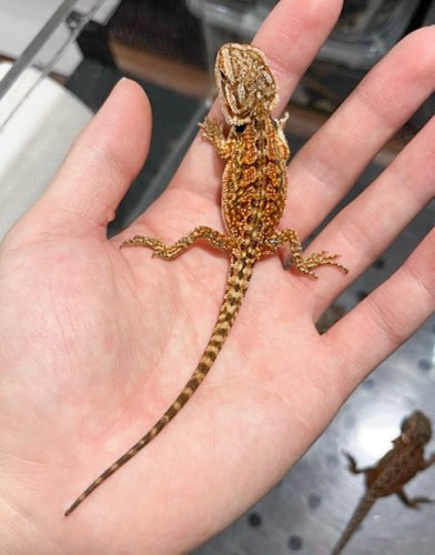 6350 フトアゴヒゲトカゲ 国産CB レッドベビー | 爬虫類小動物の買取