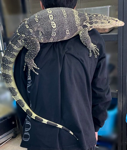 姫路店 6623 big！サルバトールモニター 約1.2m ベタ慣れ | 爬虫類