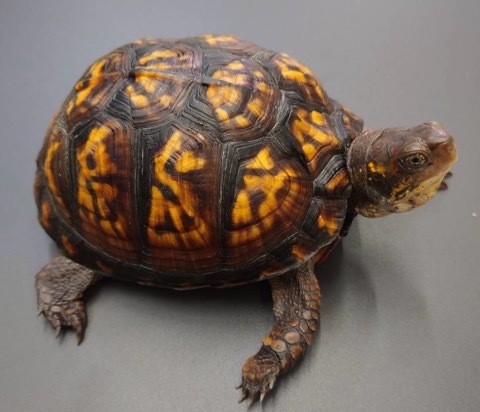 7932 極美トウブハコガメ 黒系 12cm | 爬虫類小動物の買取＆販売