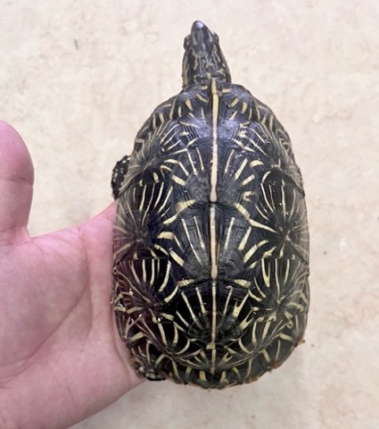 ブ*ー様 【動物の惑星】日本最速!★カロリナハコガメ★LET'S爬体!第3弾★ Amazon.co.jp: 廃番動物の惑星 スッポンモドキ 第3弾 動物星球