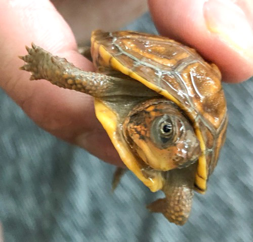 トウブハコガメTSD♀ 約4cm 黄色血統 | 爬虫類小動物の買取＆販売