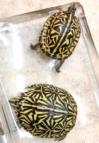ペア価格！超極美！フロリダハコガメ 飼い込みTSDペア | 爬虫類小動物