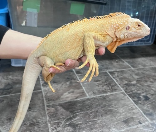 6882 アルビノイグアナ サブアダルト ♂ 飼い込み | 爬虫類小動物の