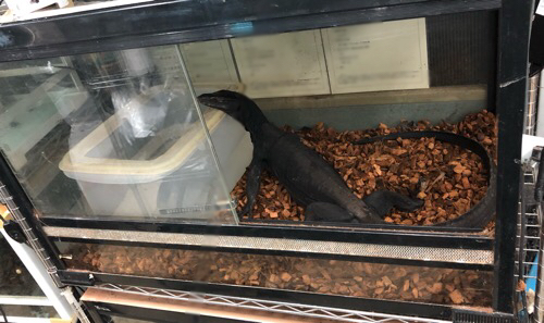 売約済 サルバトールモニター メラニスティック 飼い込み 約1m 通常45