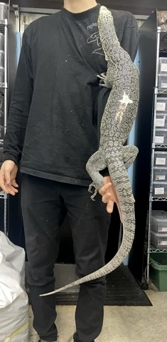 7525 イエローヘッドモニター アダルト ♂ 繁殖経験あり